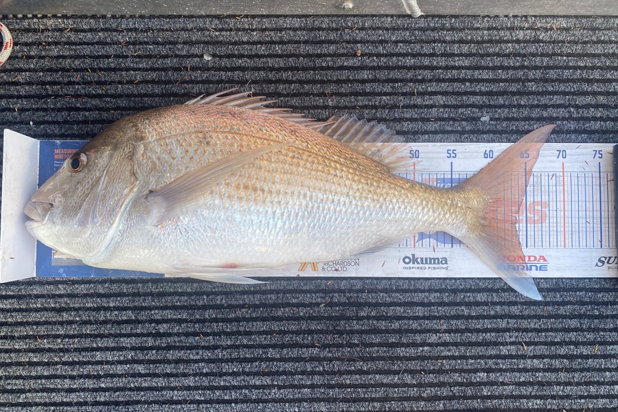 James Laird caught this 63.0cm Snapper at Tasman Bay during The Export NZ Fishing Competition