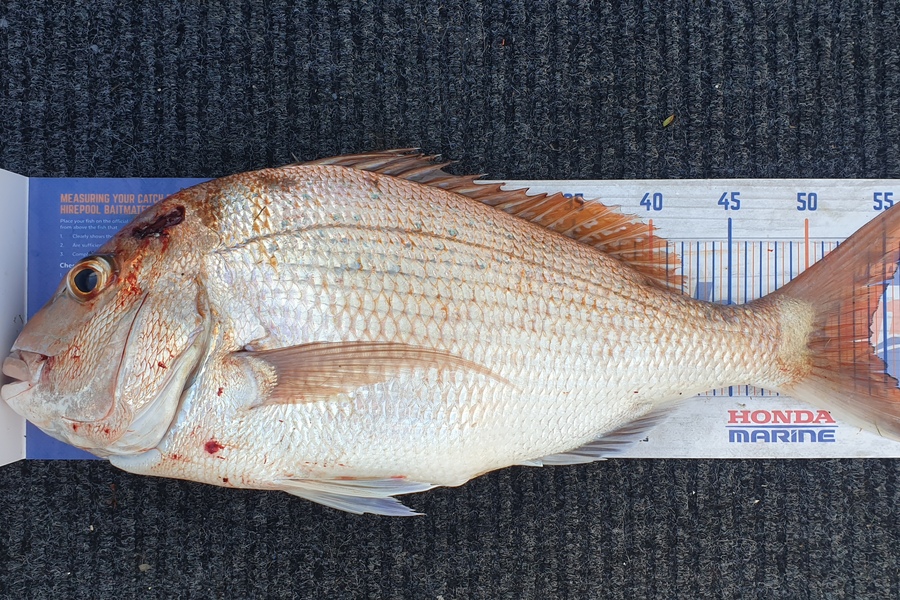 James Huston caught this 54.0cm Snapper at Manukau  during The Export NZ Fishing Competition