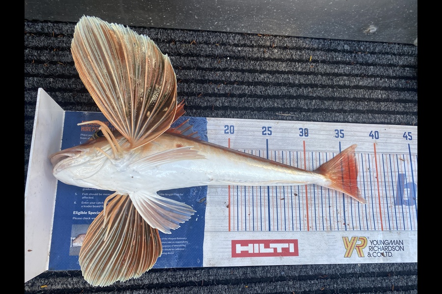 James Laird caught this 37.0cm Gurnard at Tasman Bay during The Export NZ Fishing Competition