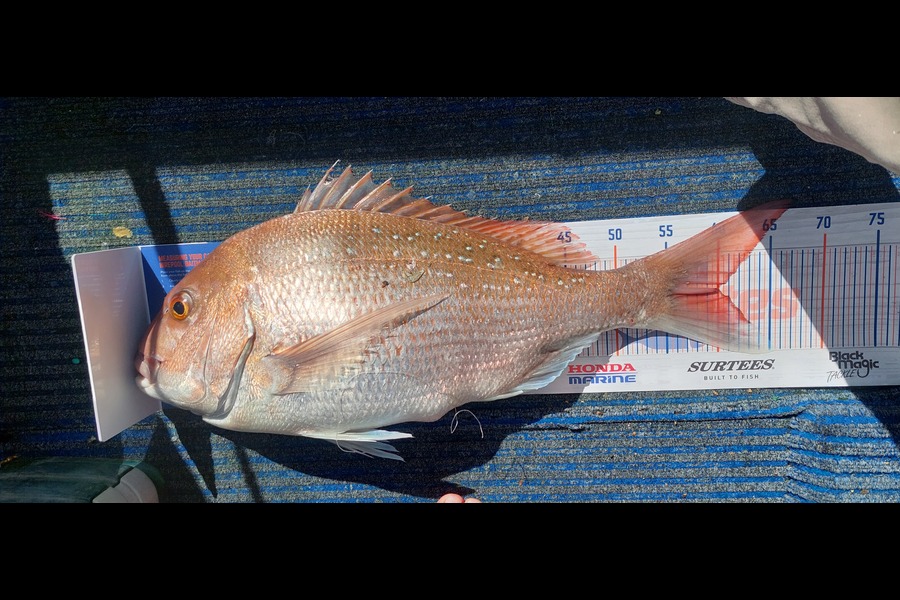 Simon Davis caught this 59.0cm Snapper at Nelson Bays during The Export NZ Fishing Competition