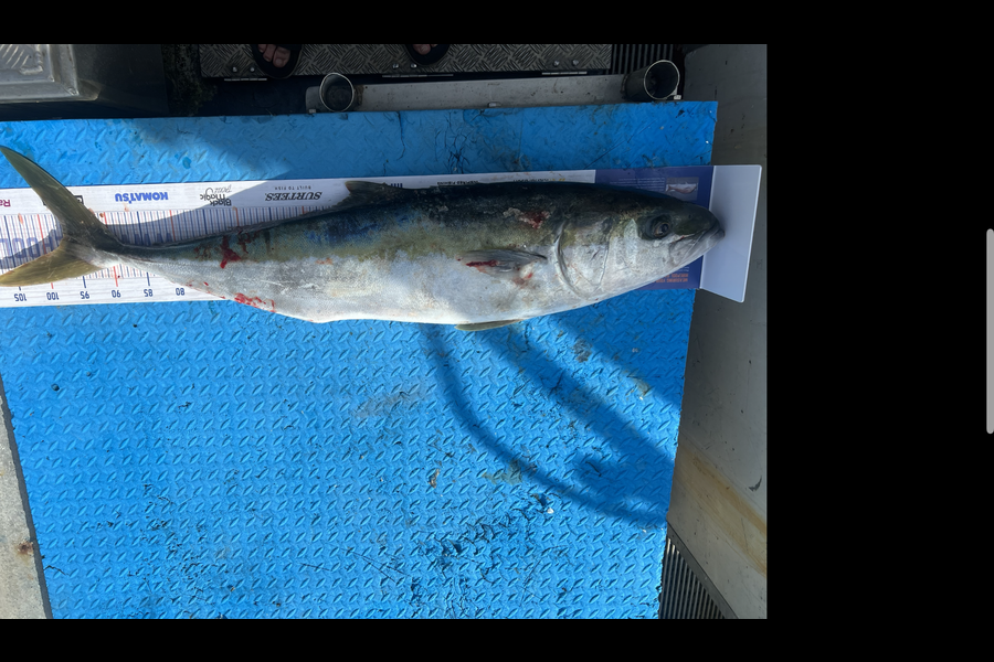 Dylan Storey caught this 96cm Kingfish at Opotiki  during The Export NZ Fishing Competition