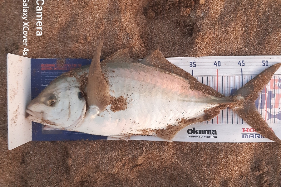 Darren James caught this 47.0cm Trevally at Pataua north during The Export NZ Fishing Competition