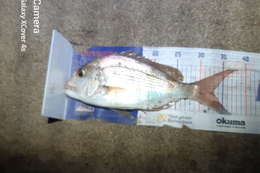 Darren James caught this 32.5cm Snapper at Pataua north during The Export NZ Fishing Competition