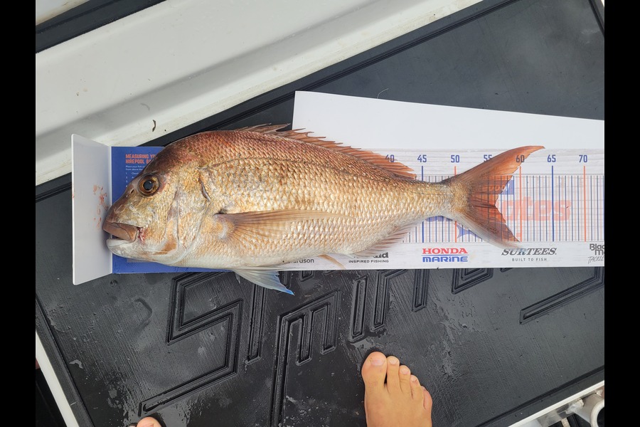 Andrew Church caught this 56.0cm Snapper at Motiti, Bay of Plenty during The Export NZ Fishing Competition