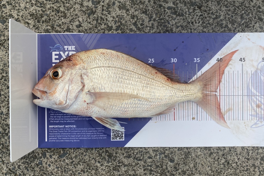 Brody de Beer caught this 39.0cm Snapper at Hauraki Gulf during The Export NZ Fishing Competition