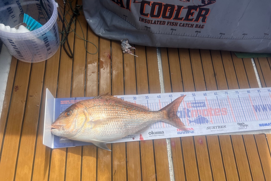 Ethan Palmer caught this 46.0cm Snapper at Bay of Plenty  during The Export NZ Fishing Competition