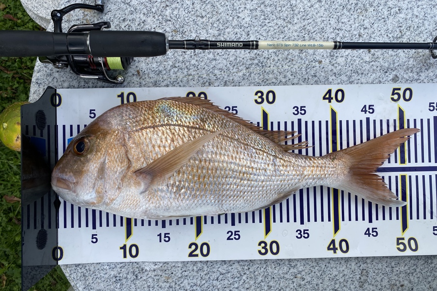 Jimmy Wong caught this 44cm Snapper at Kaiaua during The Export NZ Fishing Competition