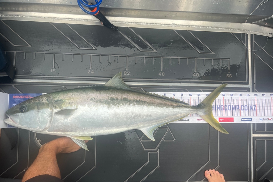 Jamie  White caught this 113.0cm Kingfish at Whangarei  during The Export NZ Fishing Competition