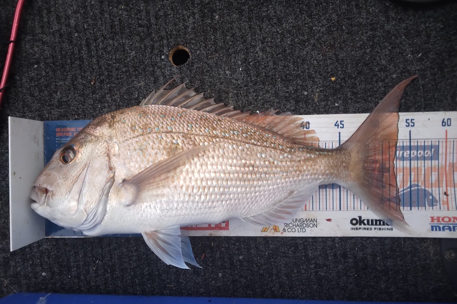 Alan Long caught this 52.5cm Snapper at Red Mercury island during The Export NZ Fishing Competition