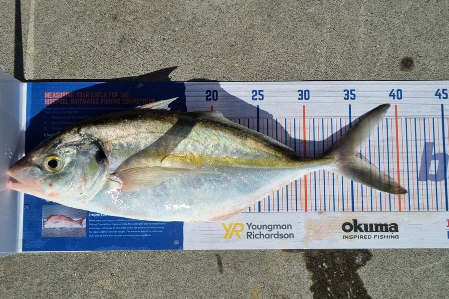 Fletcher Tapp caught this 35.0cm Trevally at Hauraki gulf during The Export NZ Fishing Competition
