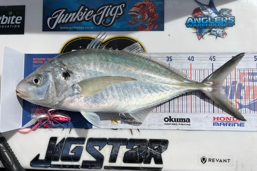 Michael Lai caught this 47.0cm Trevally at Coromandel during The Export NZ Fishing Competition