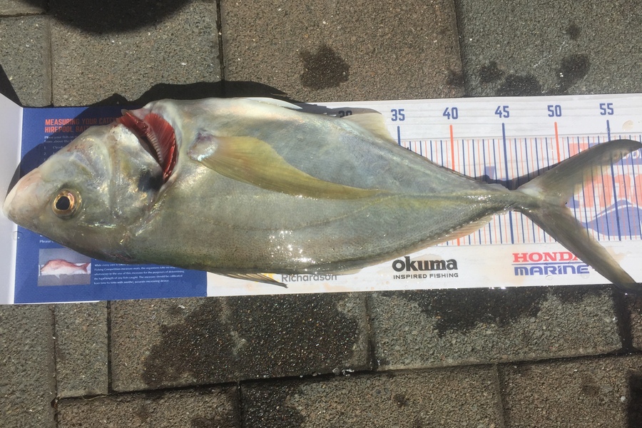 frank usherwood caught this 48cm Trevally at Tauranga during The Export NZ Fishing Competition