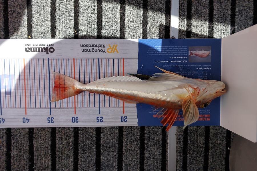 Jacques Swart caught this 34.0cm Gurnard at Front of Noises/Rangi during The Export NZ Fishing Competition