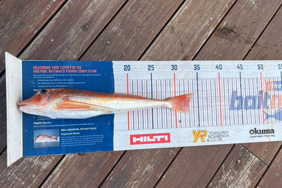 Jonathan Abiva caught this 33.0cm Gurnard at Inner Gulf  during The Export NZ Fishing Competition