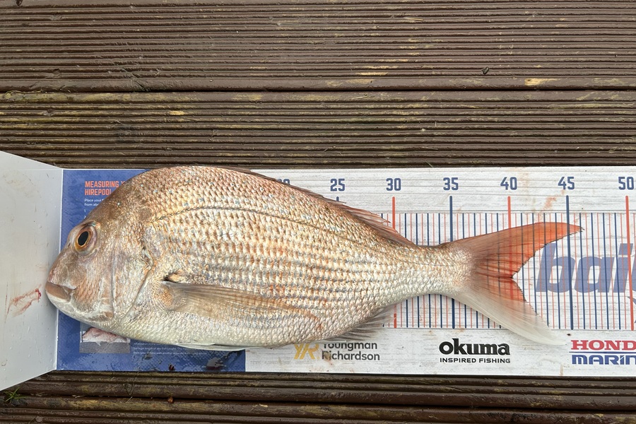 Simeon Hansen caught this 40.0cm Snapper at Whakatane during The Export NZ Fishing Competition