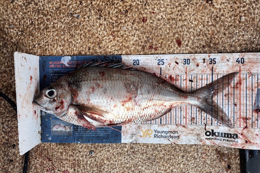 Mike Ashton caught this 35.0cm Tarakihi at Otago coast during The Export NZ Fishing Competition