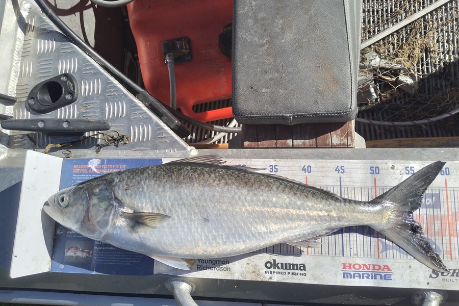 Mike Ashton caught this 54.5cm Kahawai at Otago coast during The Export NZ Fishing Competition