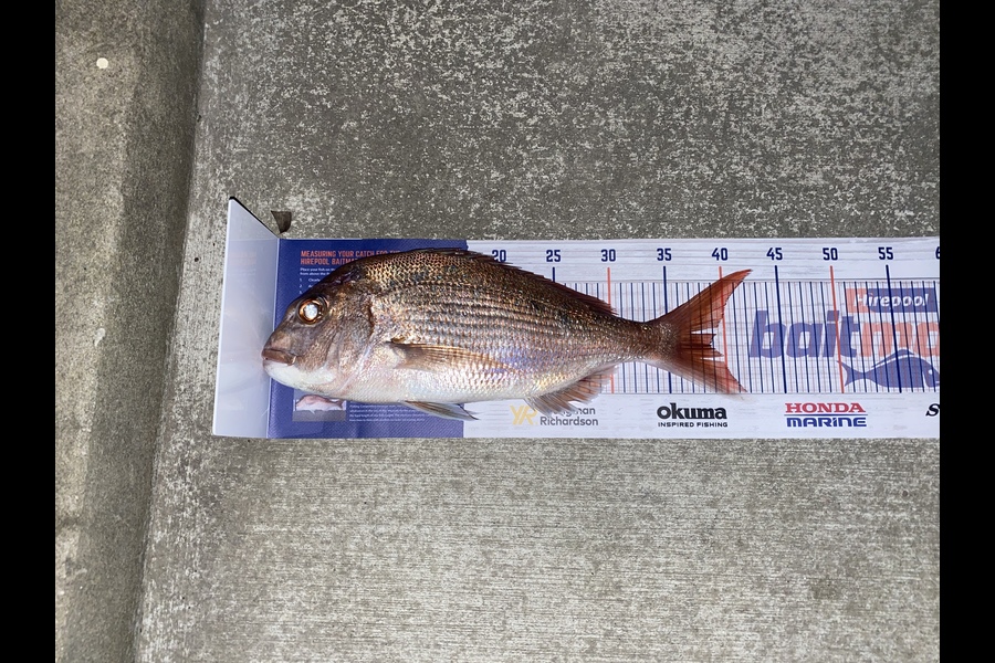 Kabain Griffin caught this 38.5cm Snapper at Mclouds bay harbour  during The Export NZ Fishing Competition