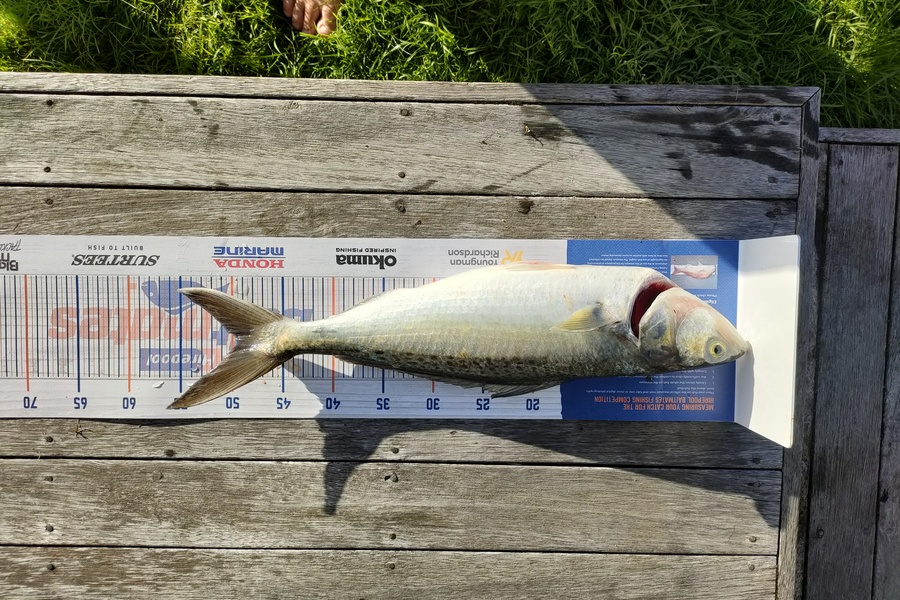 Royce Lake caught this 49.5cm Kahawai at Mount maunganui  during The Export NZ Fishing Competition