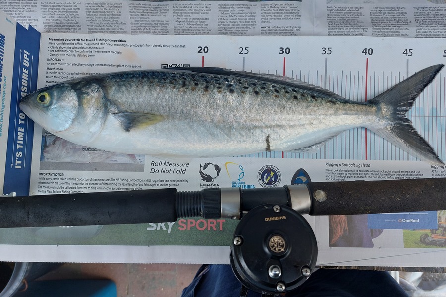 Dick Bavelaar caught this 44.5cm Kahawai at Waiheke bottom end during The Export NZ Fishing Competition