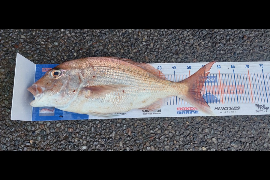 Glenn Audas caught this 53.0cm Snapper at off Papamoa beach during The Export NZ Fishing Competition