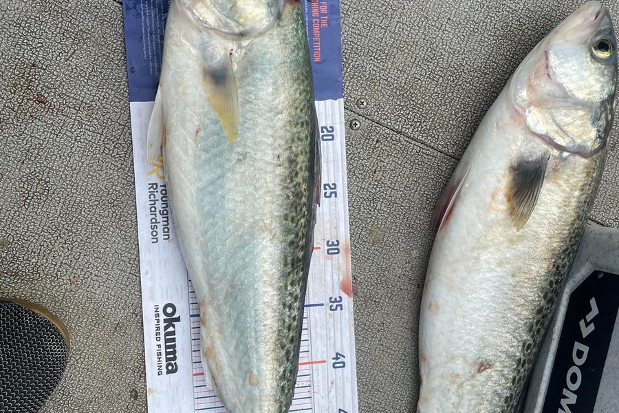 Glenn Moore caught this 56.0cm Kahawai at Whangaiwahine Point during The Export NZ Fishing Competition