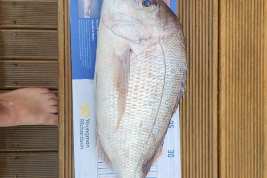 Matthew Mann caught this 42.0cm Snapper at Firth of thames  during The Export NZ Fishing Competition