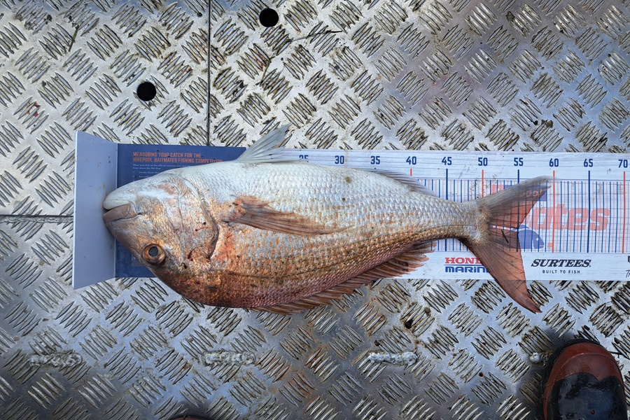 Sam earle caught this 55.0cm Snapper at Manukau Harbour  during The Export NZ Fishing Competition