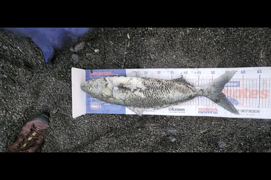 Phil Spicer caught this 53.0cm Kahawai at Wainuiomata during The Export NZ Fishing Competition