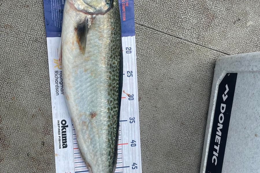 Liz Moore caught this 55.0cm Kahawai at Whangaiwahine Point during The Export NZ Fishing Competition