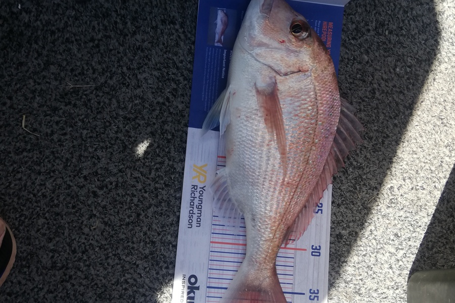 Rob Stroud caught this 37.5cm Snapper at Bay of plenty  during The Export NZ Fishing Competition