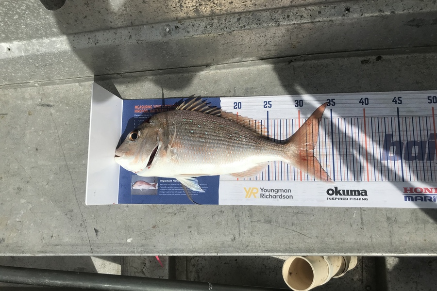 Chris Nicholson caught this 32.0cm Snapper at Coromandel  during The Export NZ Fishing Competition