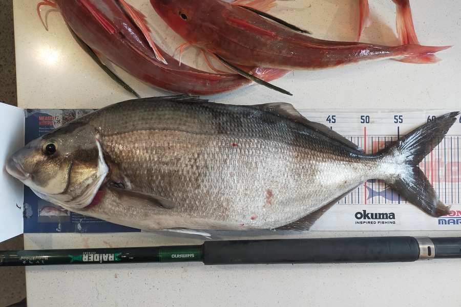 Laurence Knighton caught this 58.0cm Blue Moki at Nape Nape  during The Export NZ Fishing Competition