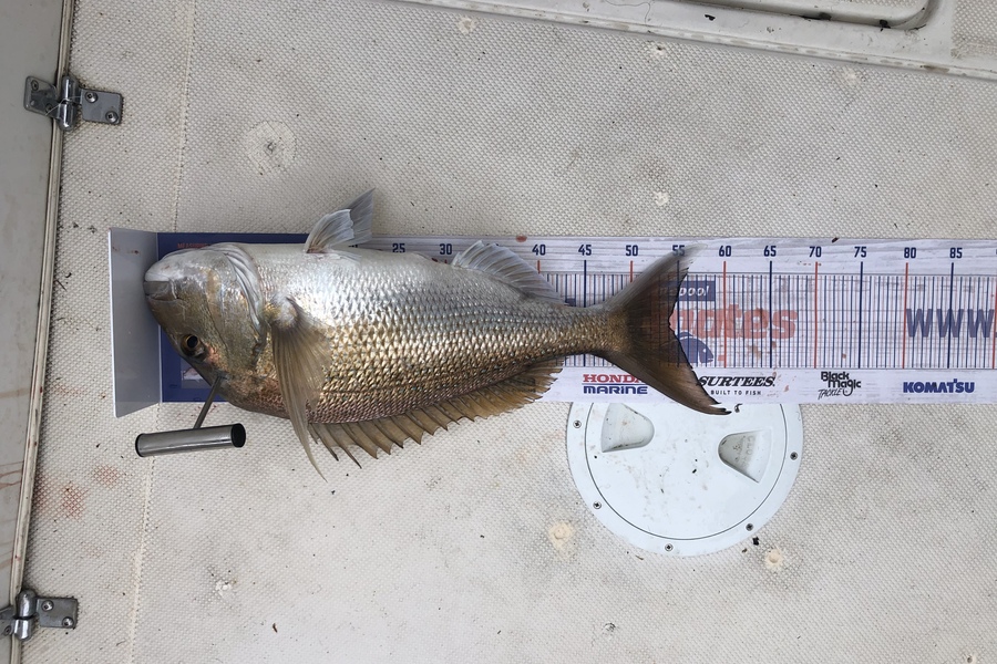 John Ellis caught this 54.0cm Snapper at Hen& chicks during The Export NZ Fishing Competition