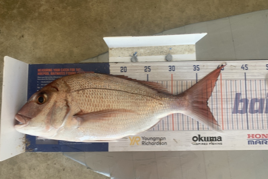 Graeme Duncan caught this 37.0cm Snapper at Bop during The Export NZ Fishing Competition