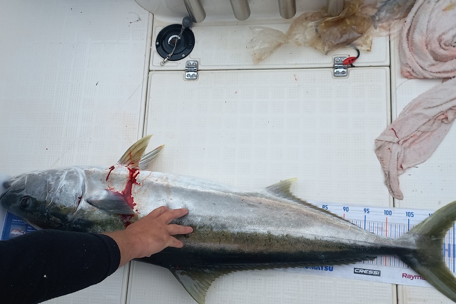Hamish Bullock caught this 112.5cm Kingfish at Bay of plenty during The Export NZ Fishing Competition