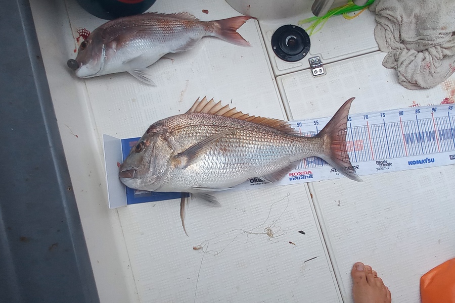 Hamish Bullock caught this 62cm Snapper at Bay of plenty during The Export NZ Fishing Competition