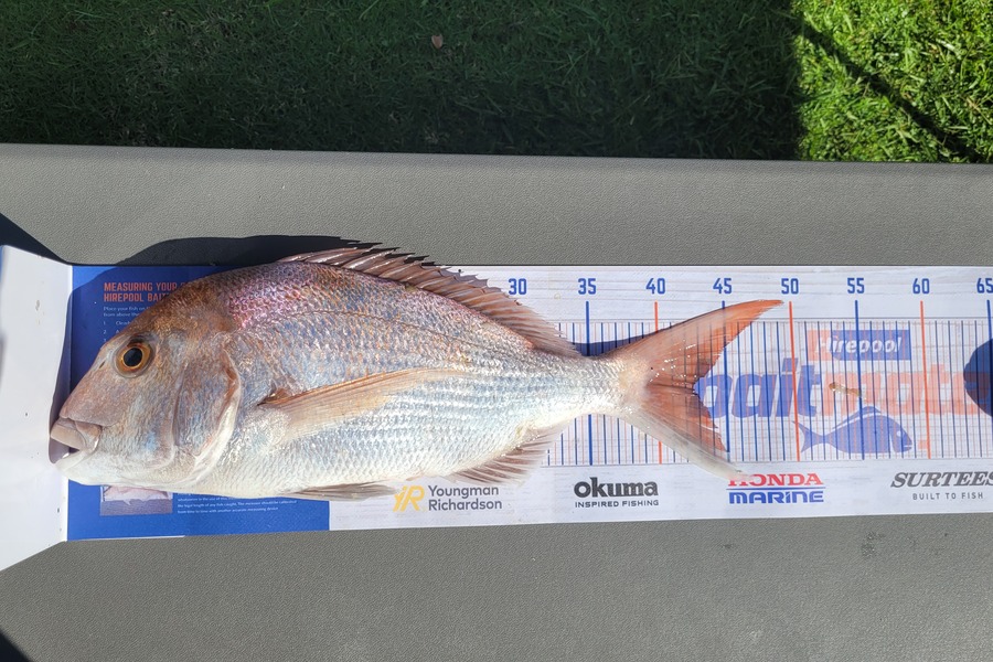 Scott Thacker caught this 42.5cm Snapper at Firth of Thames during The Export NZ Fishing Competition