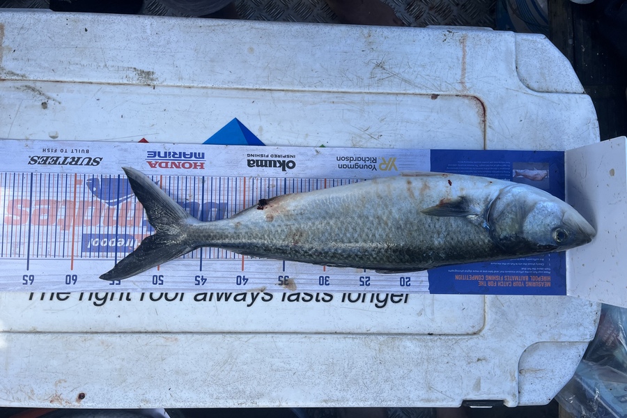 Owen Burns Forbes caught this 50cm Kahawai at Kawakawa bay  during The Export NZ Fishing Competition