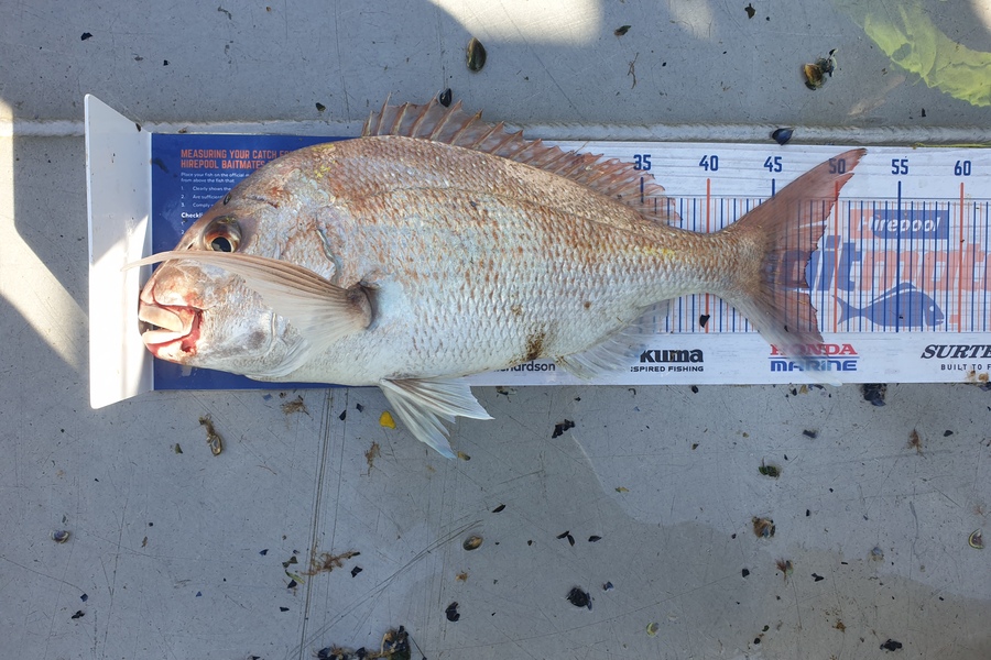 Vini Stevens caught this 47cm Snapper at EBOP during The Export NZ Fishing Competition