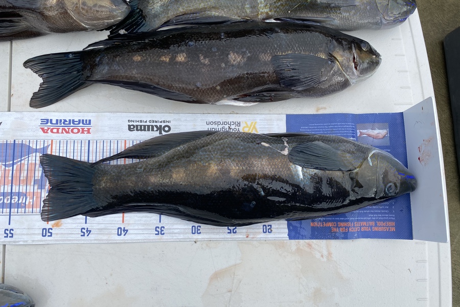 Gary Allan caught this 49.5cm Butterfish at Kapiti during The Export NZ Fishing Competition