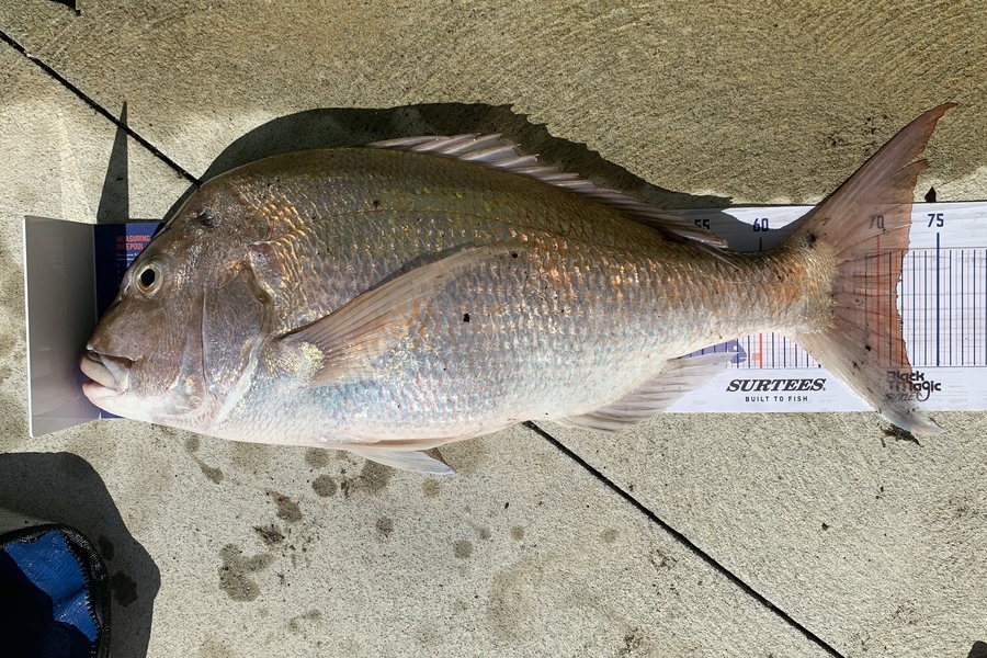 Joe Fowler caught this 71.5cm Snapper at Bell Block during The Export NZ Fishing Competition