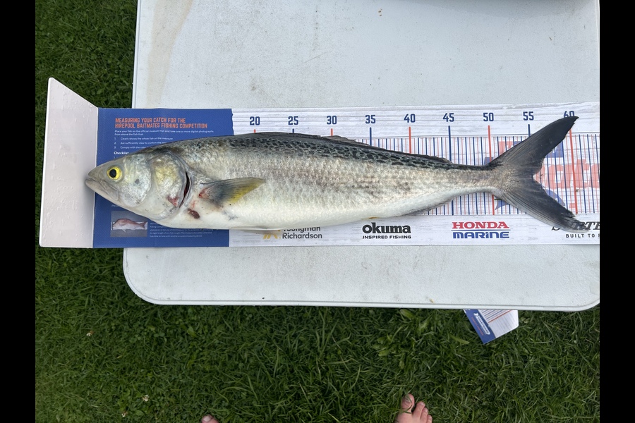jacob maj caught this 55.0cm Kahawai at Thornton during The Export NZ Fishing Competition