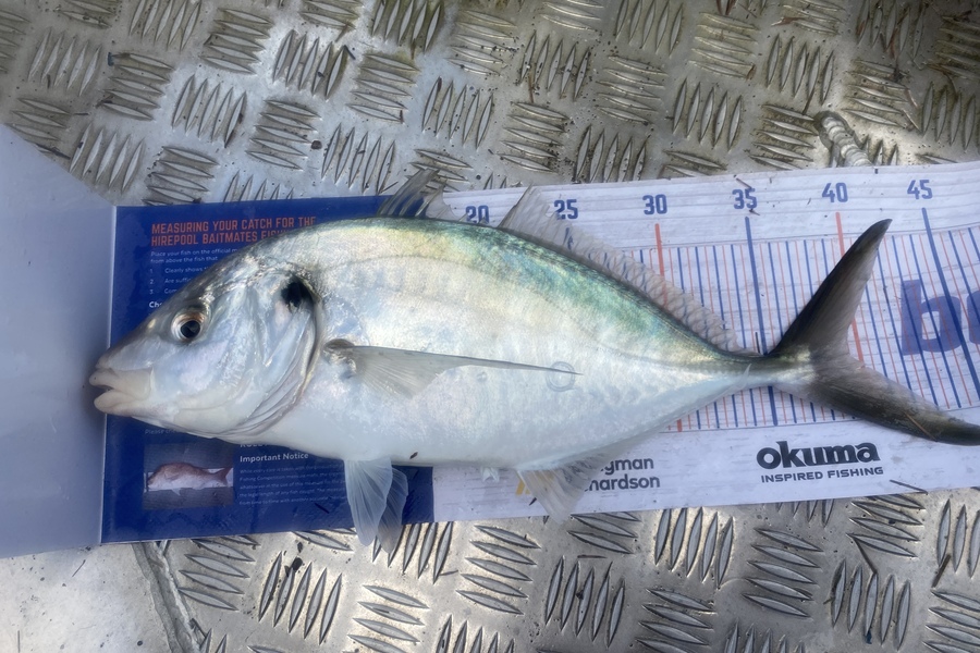 Peter Perez caught this 39.5cm Trevally at Manukau harbour during The Export NZ Fishing Competition