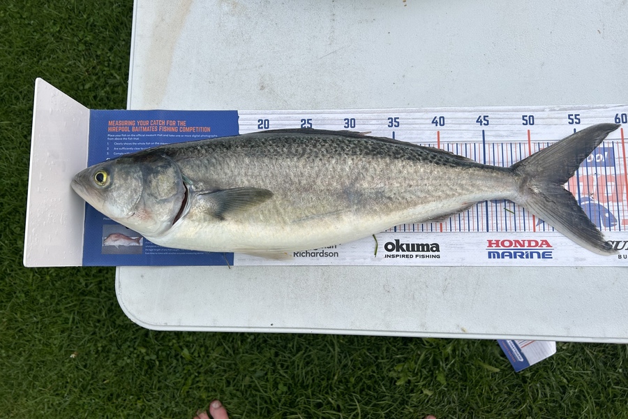 Glen Maj caught this 53.0cm Kahawai at Thornton during The Export NZ Fishing Competition