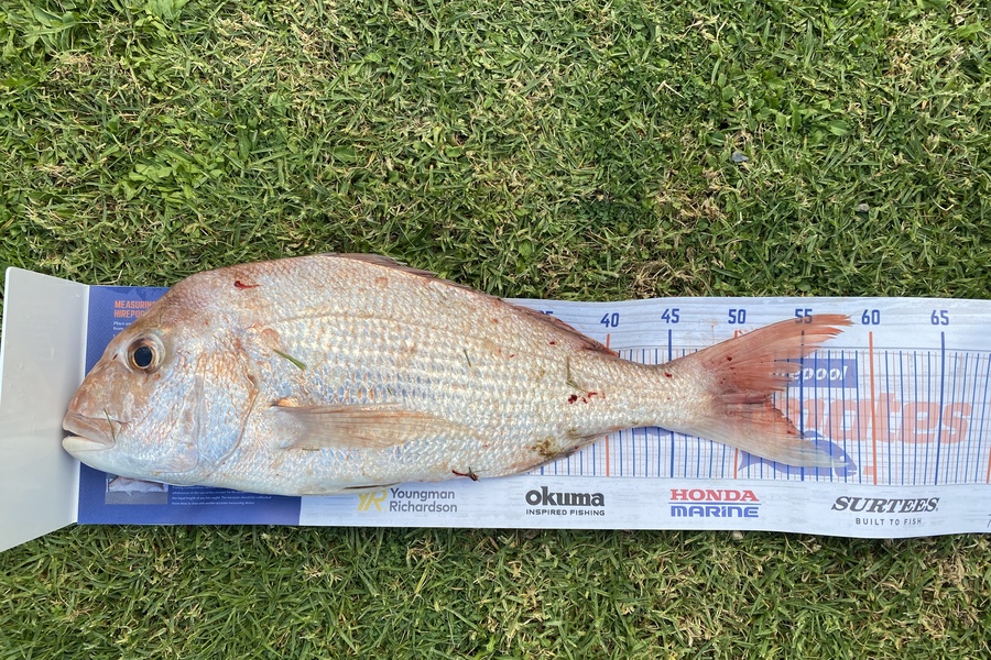 Ben Williams caught this 52.5cm Snapper at Beachlands during The Export NZ Fishing Competition