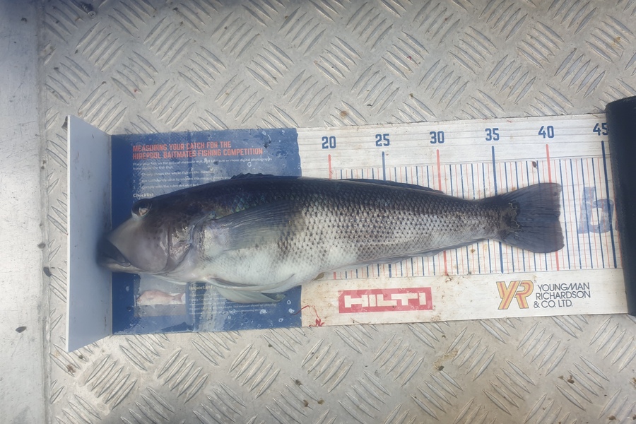 Rodney Niven caught this 40.0cm Blue Cod at Mana during The Export NZ Fishing Competition