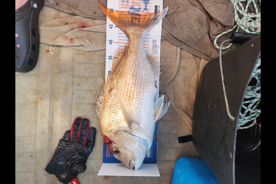 Reuben Gray caught this 49.5cm Snapper at Firth of thames  during The Export NZ Fishing Competition