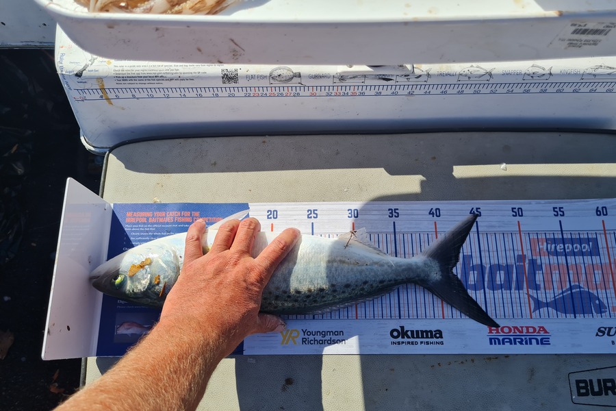Justin Spain caught this 41.5cm Kahawai at Kenepuru  during The Export NZ Fishing Competition