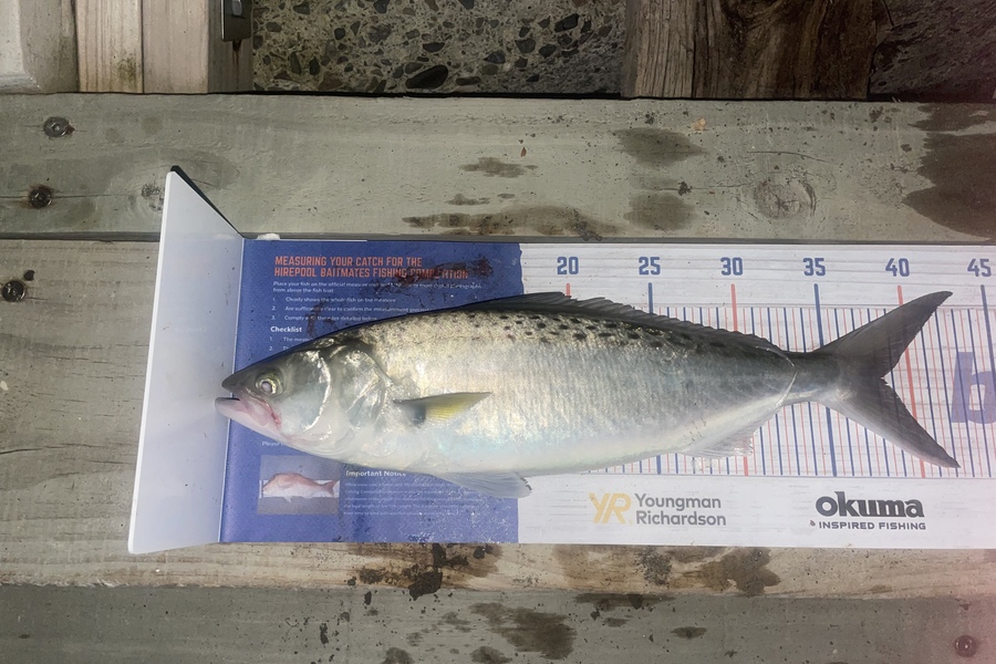 Kieran Daly caught this 38.5cm Kahawai at Kapiti coast  during The Export NZ Fishing Competition